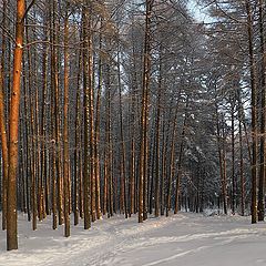 фото "Мороз и солнце..."