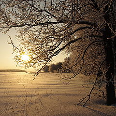 фото "зимнее утро"