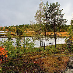 photo "Bright paints of gloomy day"