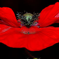 photo ""A  Simple Poppy""