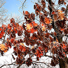 photo "Interference seasons / Вмешательство сезона"