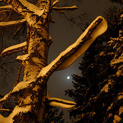 фото "лунной ночью"