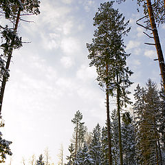 photo "Forest Contrasts"