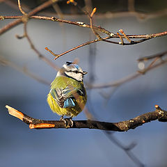 фото "Parus caeruleus1"