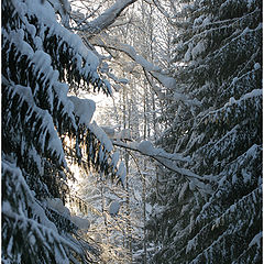 фото "Гуляя по лыжне. -28* на солнце"