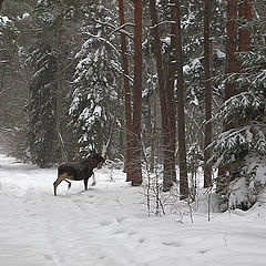 photo "Meeting in the forest"