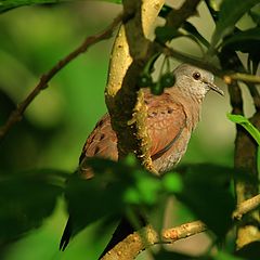 photo "Columbina talpacoti (Temminck, 1811)"