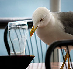 photo "Seagull"