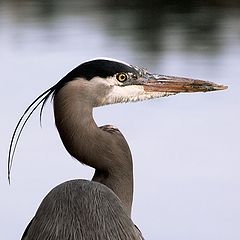 photo "Great Blue Heron"