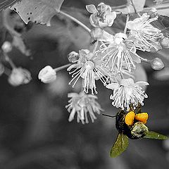 фото "Bumblebee"