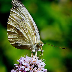 фото "The Butterfly..."