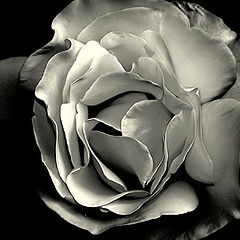 фото ""The Rose without color...""