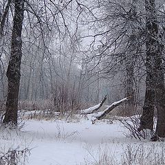 фото "В липовой роще."