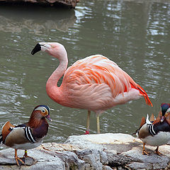 photo "Birds in winter"