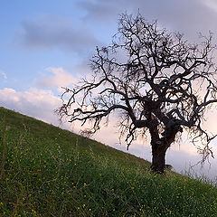 photo "Green and Blue"