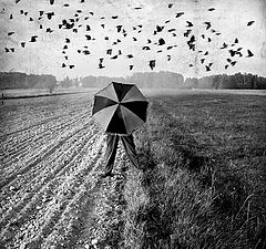 фото "barren umbrellas ground:."