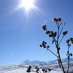 фото "Репейник зимний"