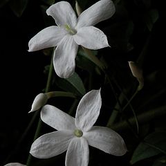 фото "early jasmine welcomes a new year"