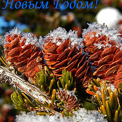 фото "С Новым Годом 2011"