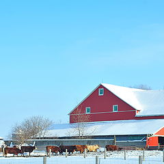 фото "Winter country life"
