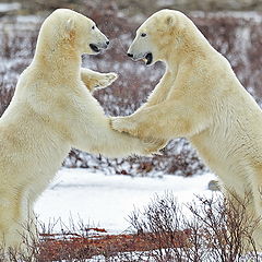фото "Games of the polar bear"
