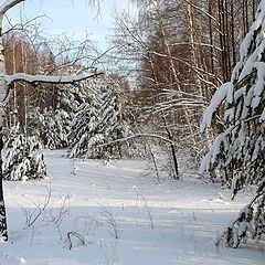 фото "В лесу."