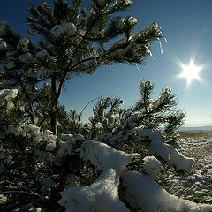 photo "Winter scene..."