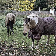 photo "Fashion of horses"