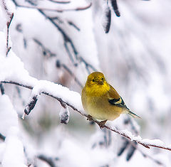 фото "Yellow Finch"