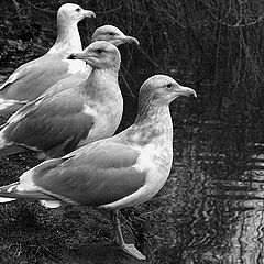 photo "Four brothers"