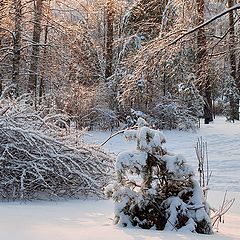 photo "Golden cobwebs of winter"