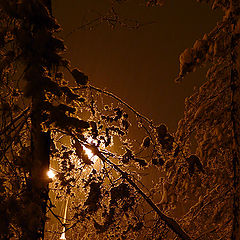 photo "night snowfall"