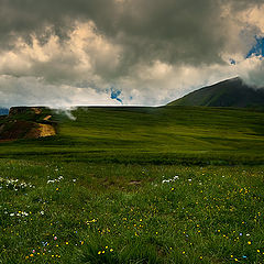 photo "Alpine herbs"