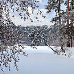 photo "Winter Pine"