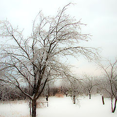 фото "Зимний сад"