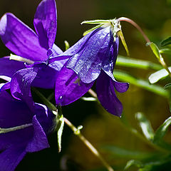 photo "Mountain bluebells"