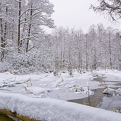 photo "Beaver's Land"