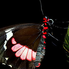 фото "Butterfly Effect"