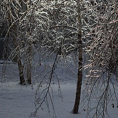 photo "Crystal garden"