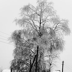 фото "Деревенский великан"