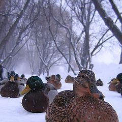 фото "На московском бульваре"