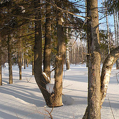 фото "Тройняшки."