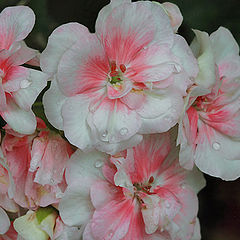 photo "Geraniums like heat ..."