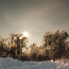 фото "Зимнее солнце"