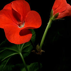 photo "Pelargonium"