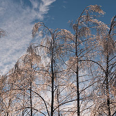 photo "Prinakrylis ... like silver"