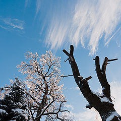 photo "Aspiring to heights"