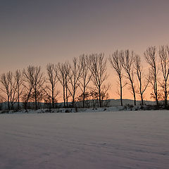 photo "Snowfield"