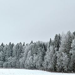фото "У опушки зимнего леса."