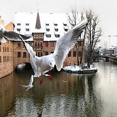 photo "Gulls of Nurnberg"